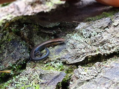 Scincella gemmingeri