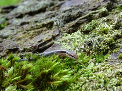 Scincella gemmingeri