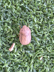 Eurygaster integriceps