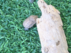 Eurygaster integriceps