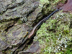 Scincella gemmingeri