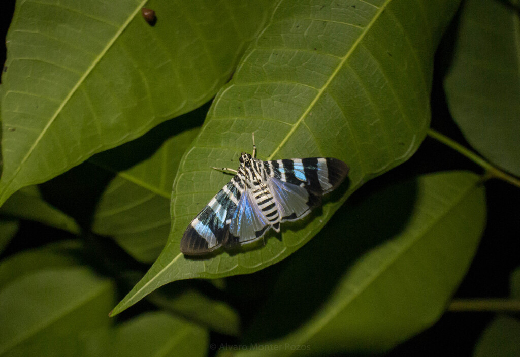 Lypotigris reginalis