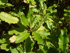 Brachyglottis perdicioides