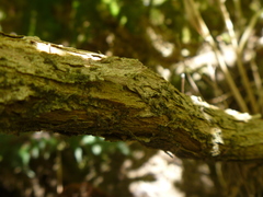 Brachyglottis perdicioides