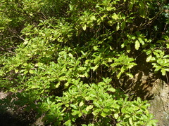 Brachyglottis perdicioides