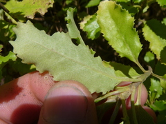 Brachyglottis perdicioides