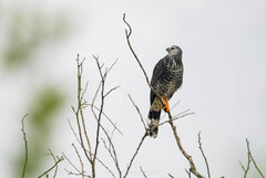 Crane Hawk photo 2