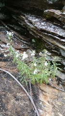Satureja montana