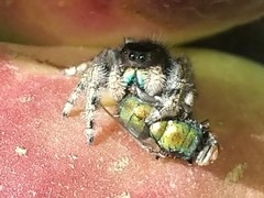 Phidippus