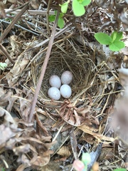 Pipilo erythrophthalmus