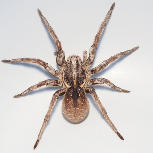 Carolina wolf spider