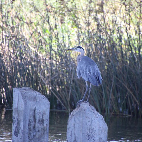 iNaturalist observation photo of Great Blue Heron