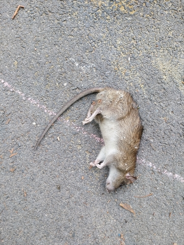 Rat photographed near here on 2025-07-14