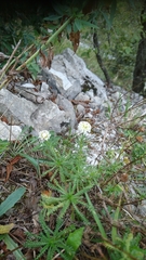Santolina pinnata