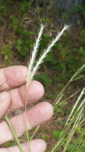 Image of Anatherum cabanisii by (c) Jay Horn, some rights reserved (CC BY)