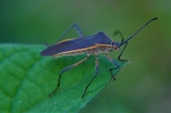 Staluptus marginalis