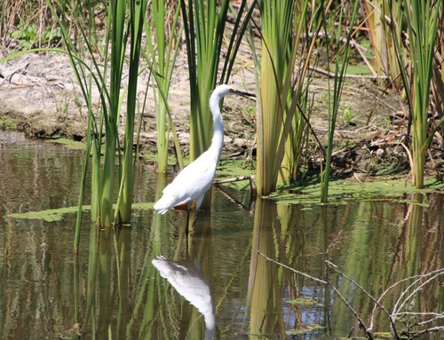 iNaturalist observation photo of Snowy Egret