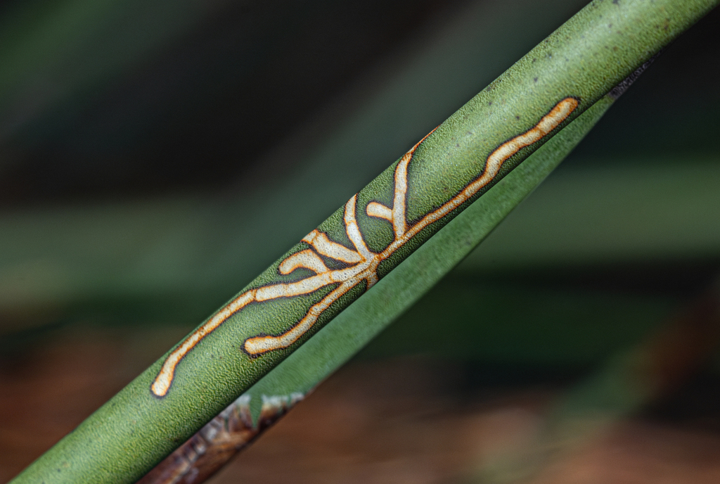 Houdinia flexilissima
