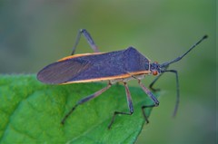 Staluptus marginalis