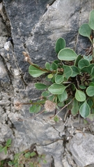Globularia incanescens