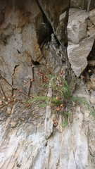 Hypericum coris
