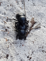 Psammodes