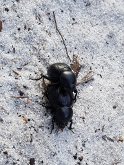 Psammodes