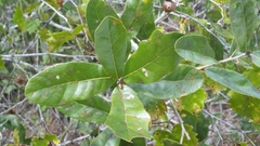 Quercus chapmanii image