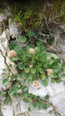 Globularia incanescens