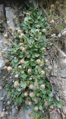 Globularia incanescens