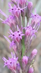 Liatris quadriflora