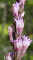 Liatris quadriflora