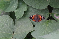 Vanessa indica indica