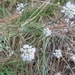 Allium ochroleucum - Photo (c) aulax,  זכויות יוצרים חלקיות (CC BY-NC), הועלה על ידי aulax
