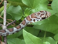 Coluber constrictor priapus image