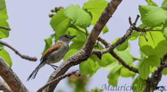 Thamnophilus torquatus