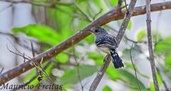 Thamnophilus pelzelni