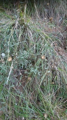 Centaurea arrigonii