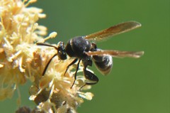 Leucospidae