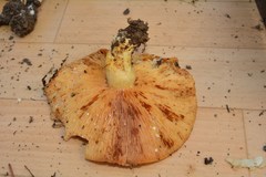 Lactarius zonarius
