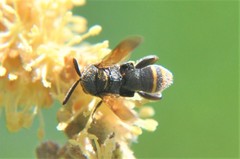 Leucospidae