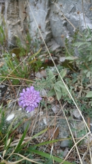 Scabiosa holosericea
