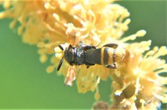 Leucospidae