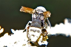 Leucospidae