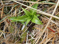 Dolichoglottis scorzoneroides