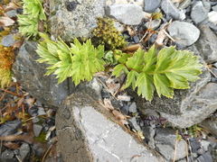 Anisotome pilifera