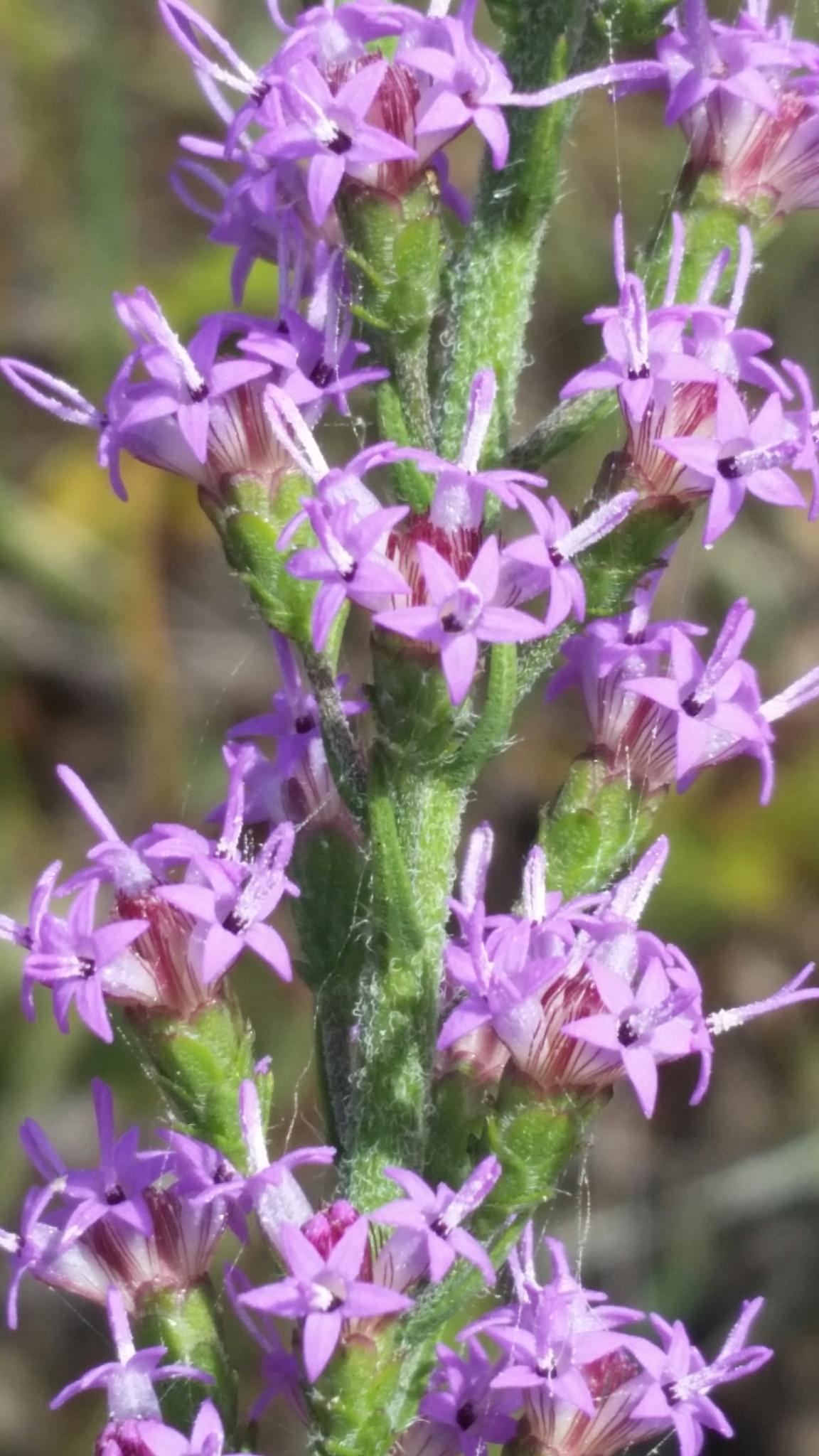 Liatris gracilis