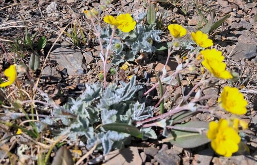 Potentilla nivea, photograph 5
