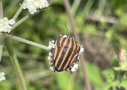 Graphosoma rubrolineatum