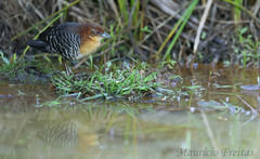 Laterallus xenopterus